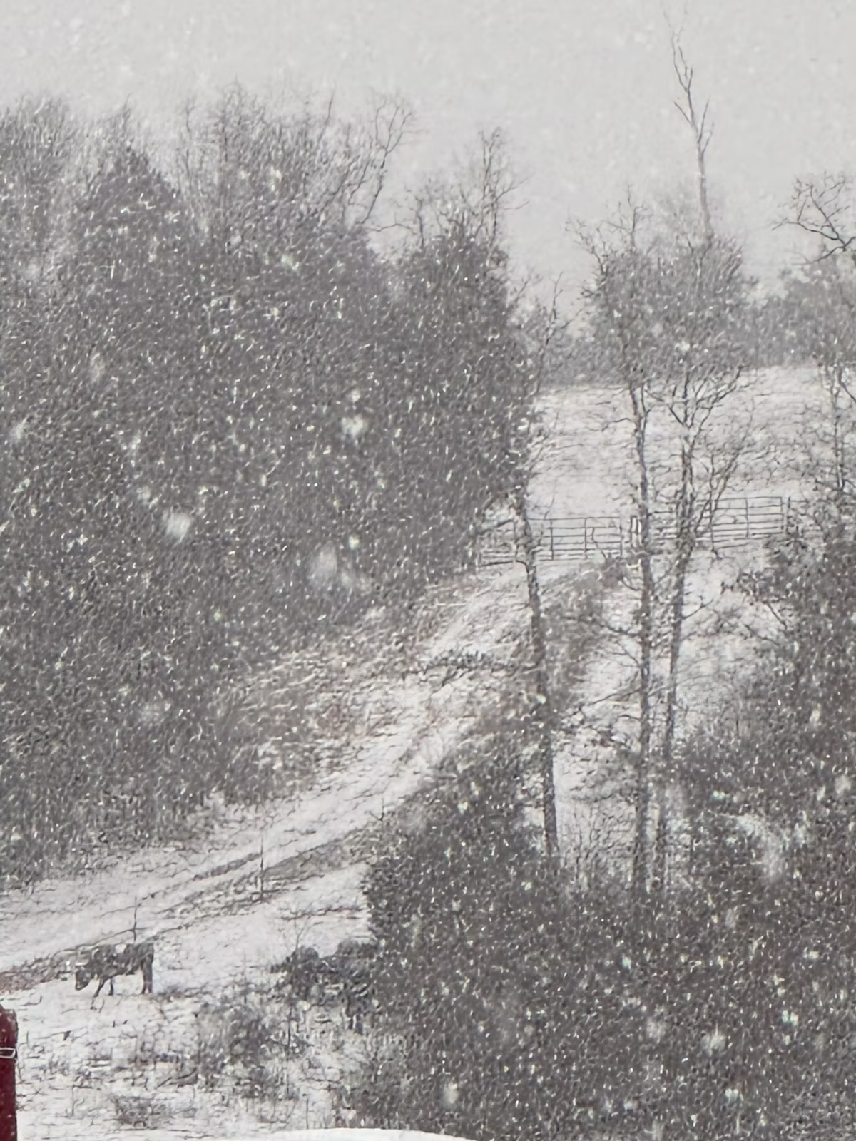 Beef cows in the snowstorm