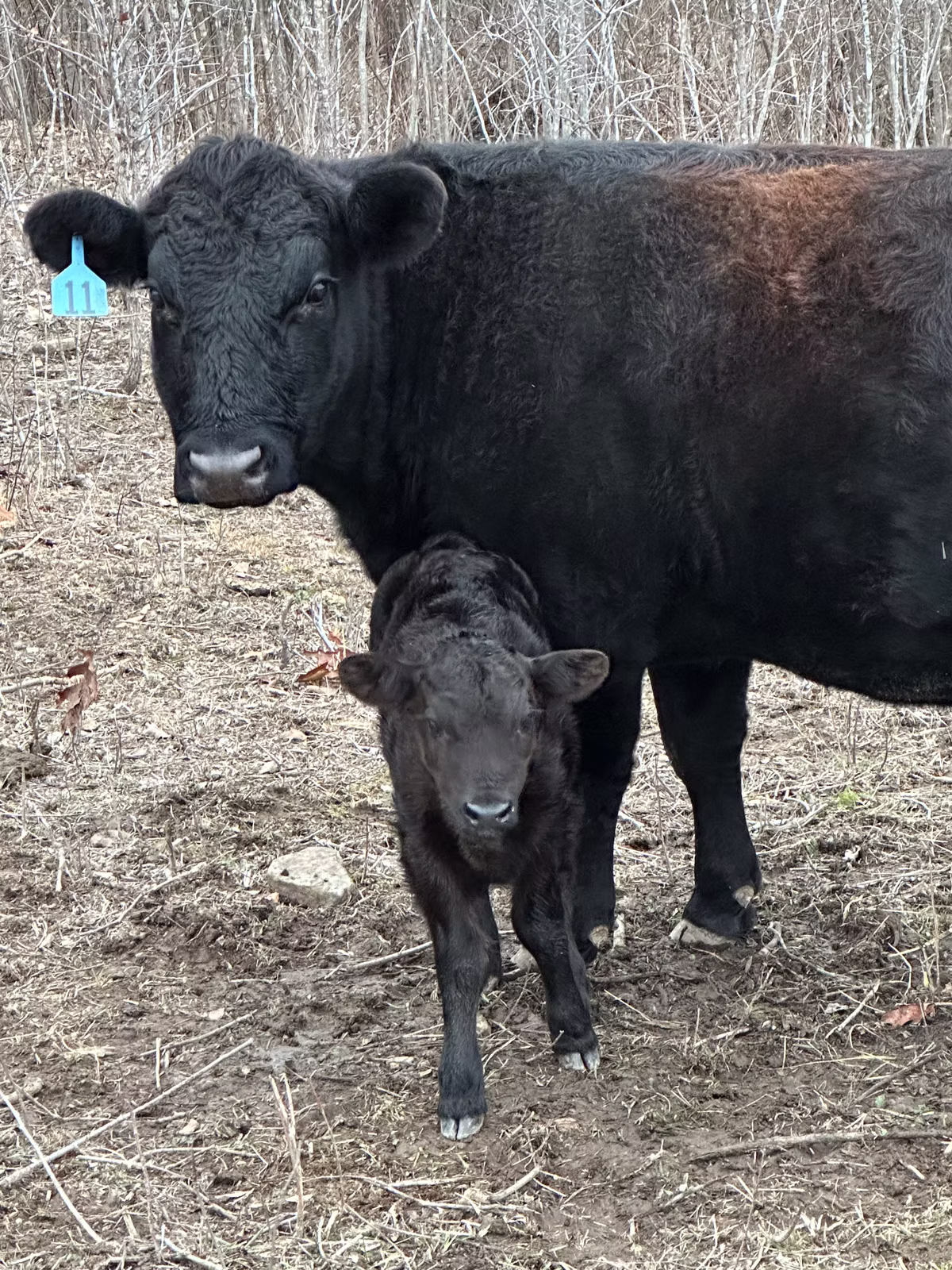 Calf #3 for 2023, Devon bull calf