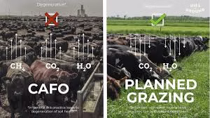 Confined Animal Feeding Operation vs Planned Grazing
