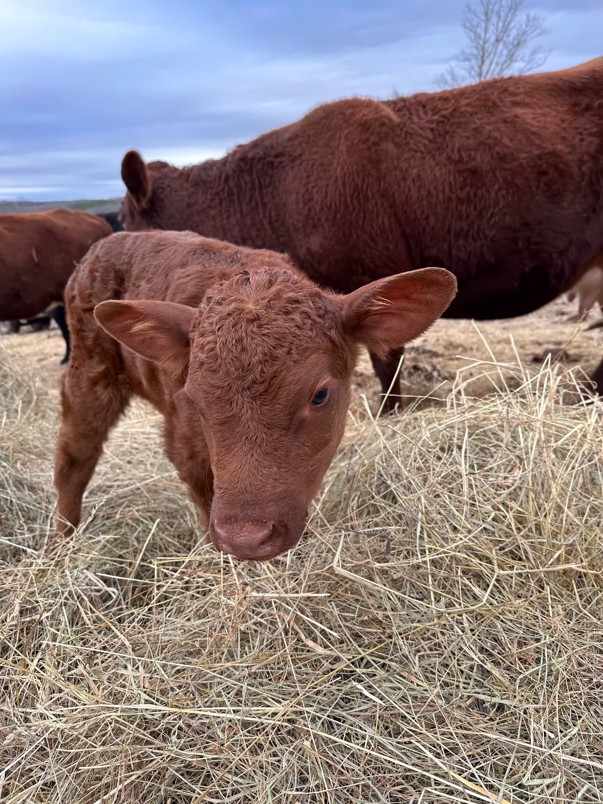 Red Devon heifer calf and her Red Devon Cow Mother