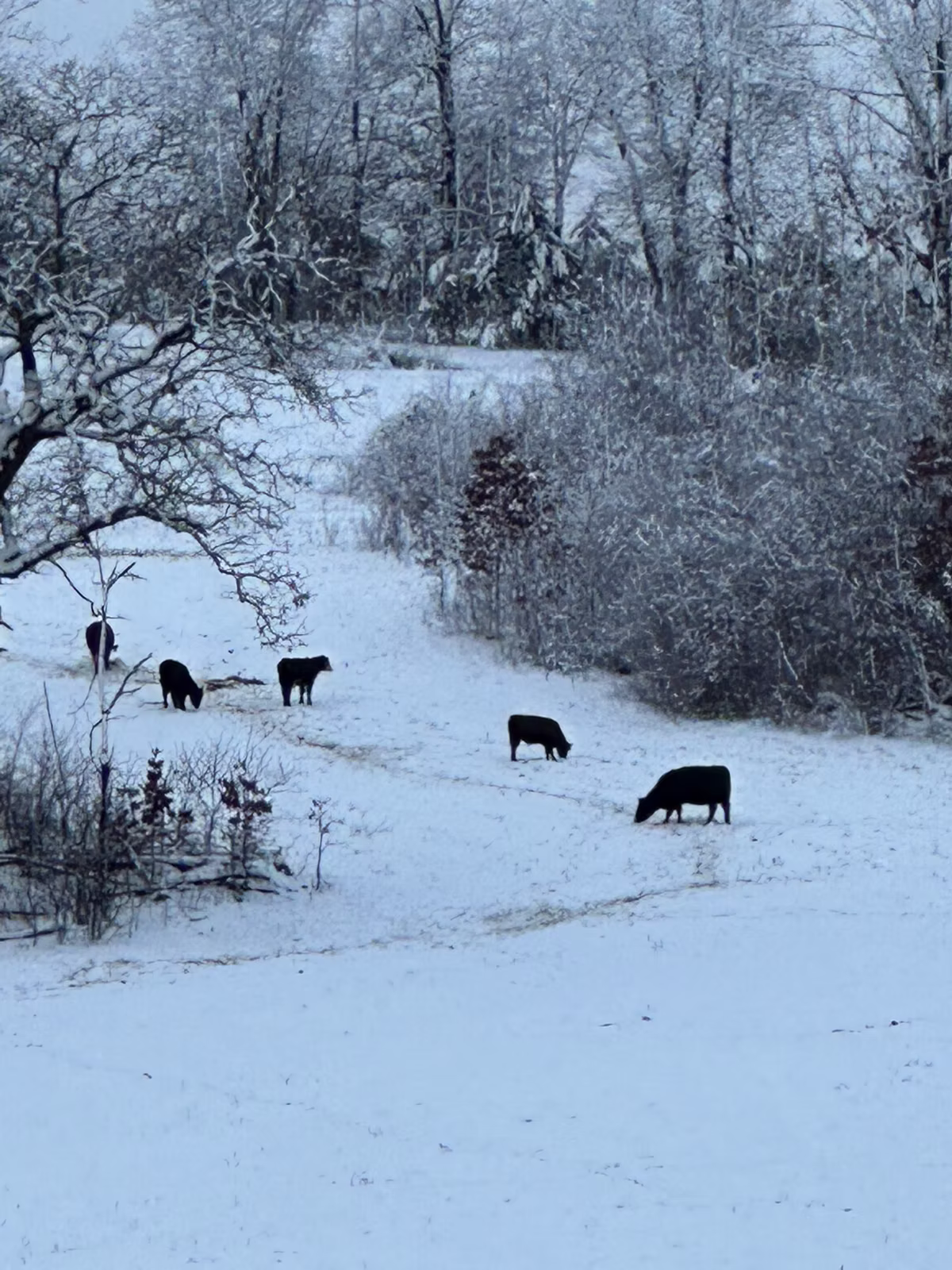 Beef cows enjoying hay after snow