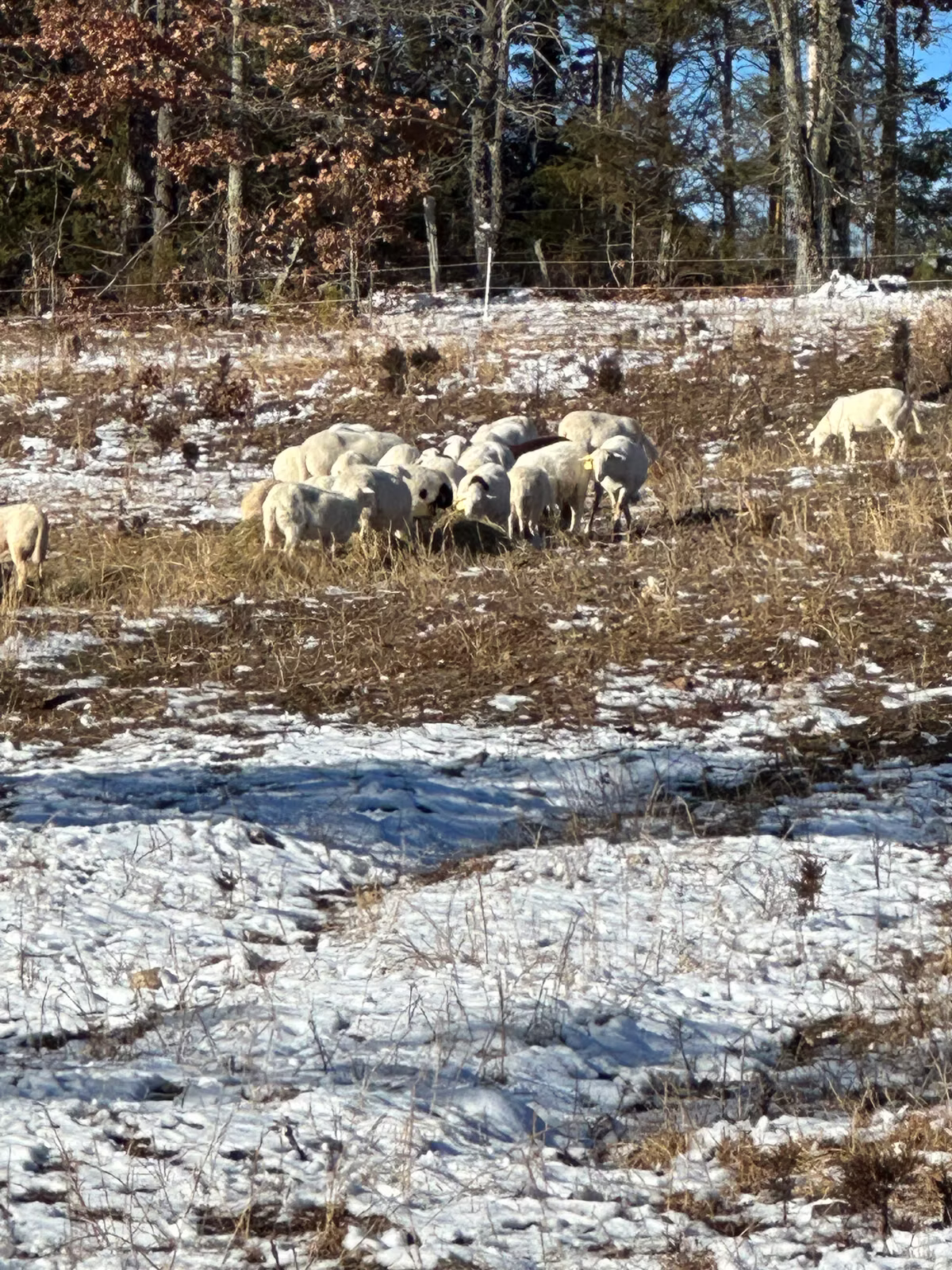 Sheep enjoying hay