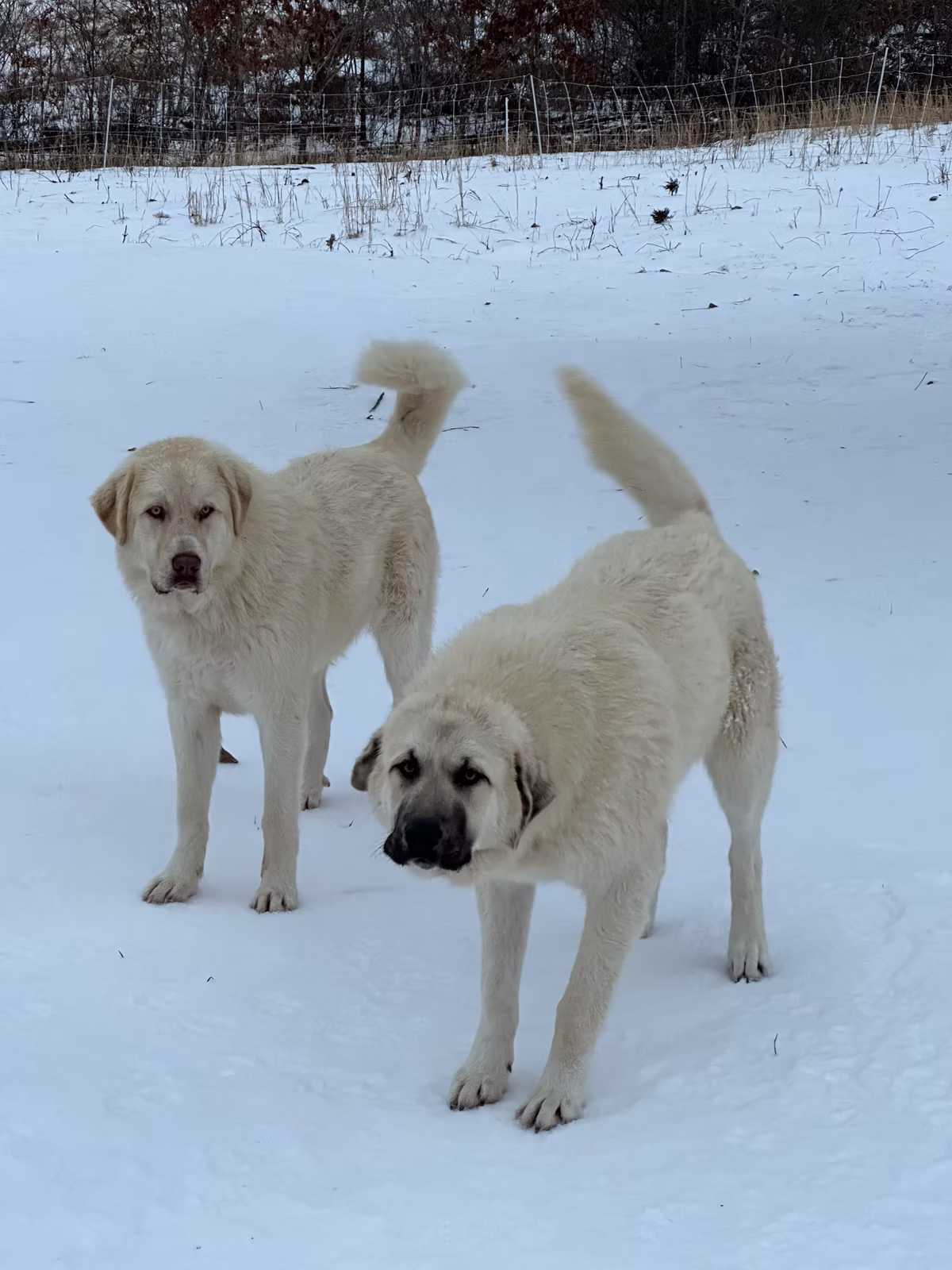 TJ (Tank Jr) and Ghost