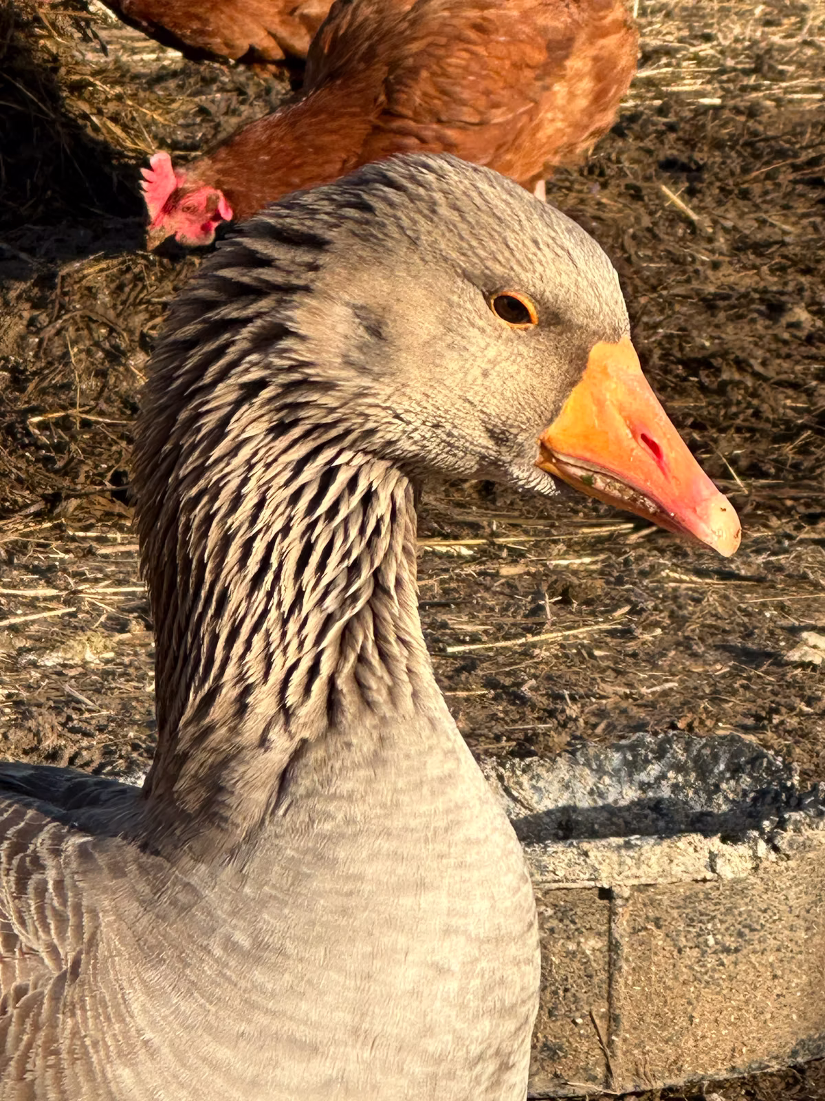 Winifred (Winnie) supposed to be a guard goose