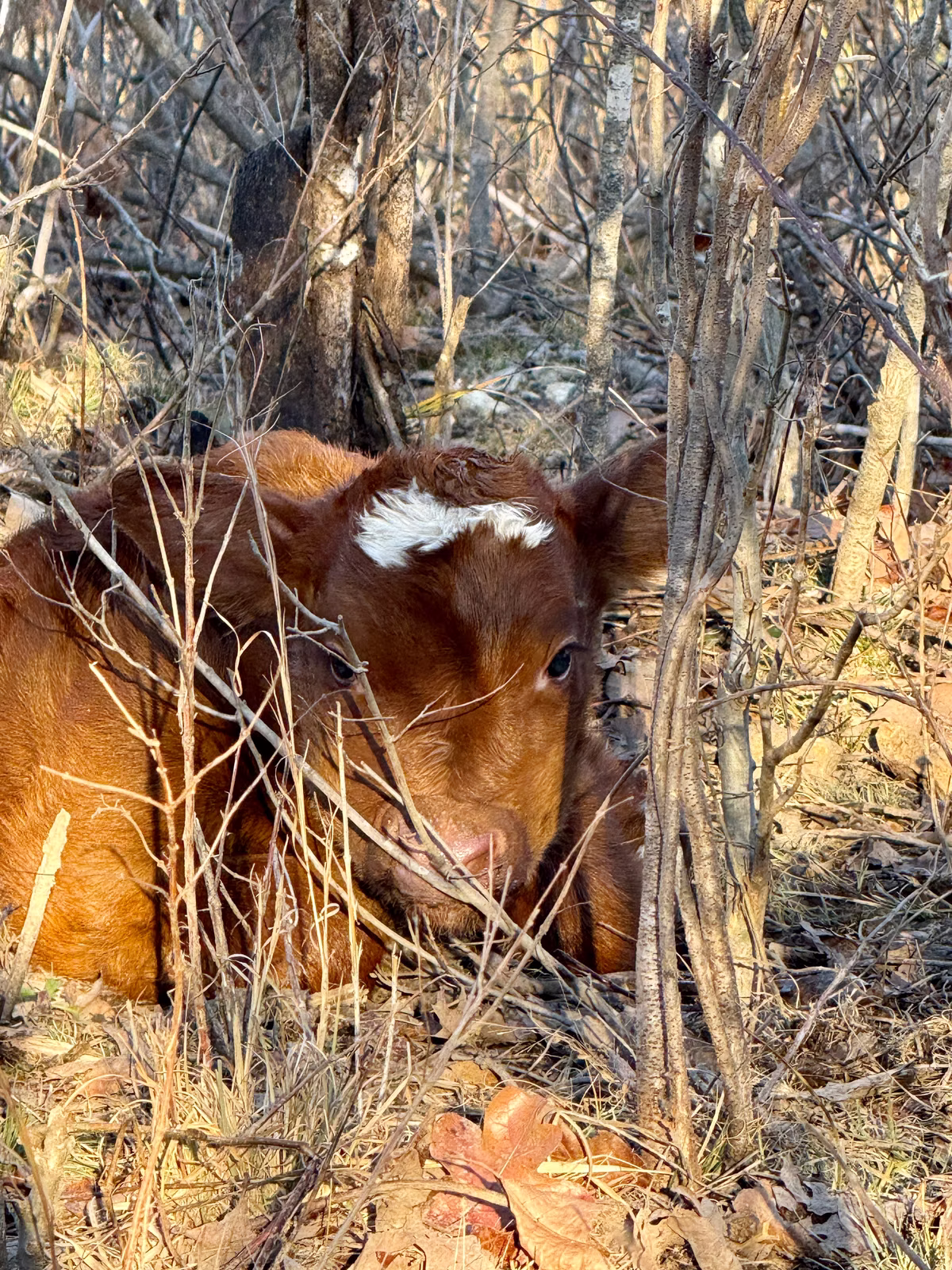 New Calf Born 19 Dec 2024