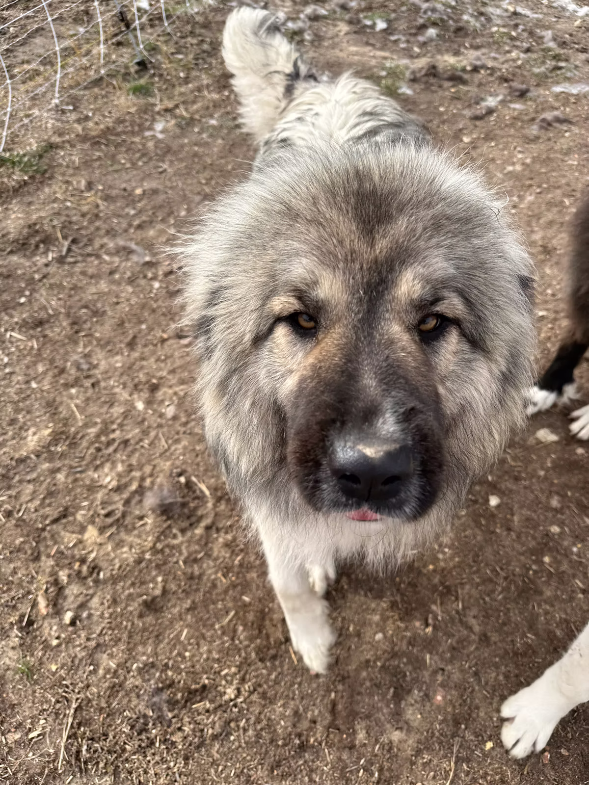 Nala