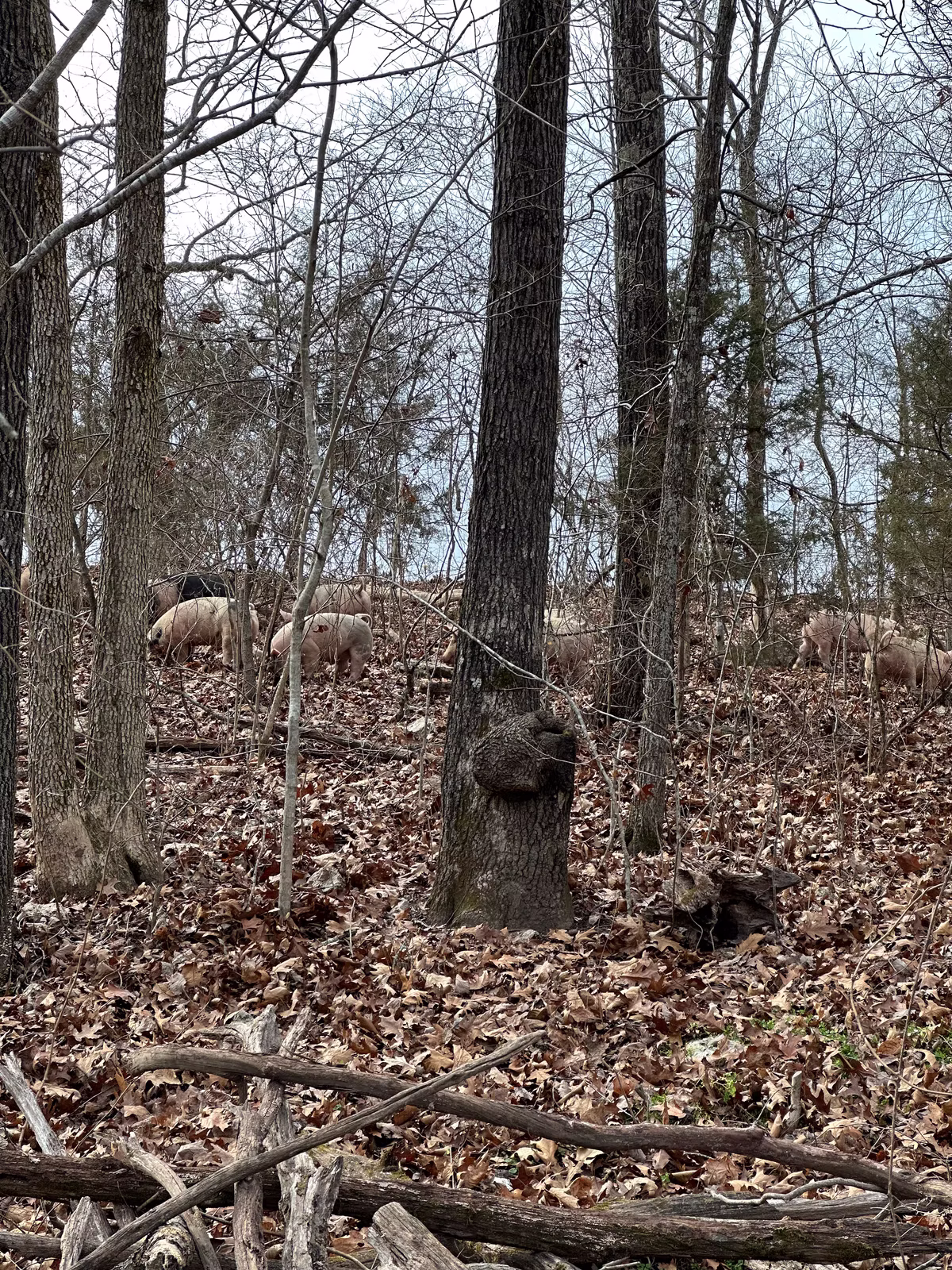 The hogs exploring their new paddock