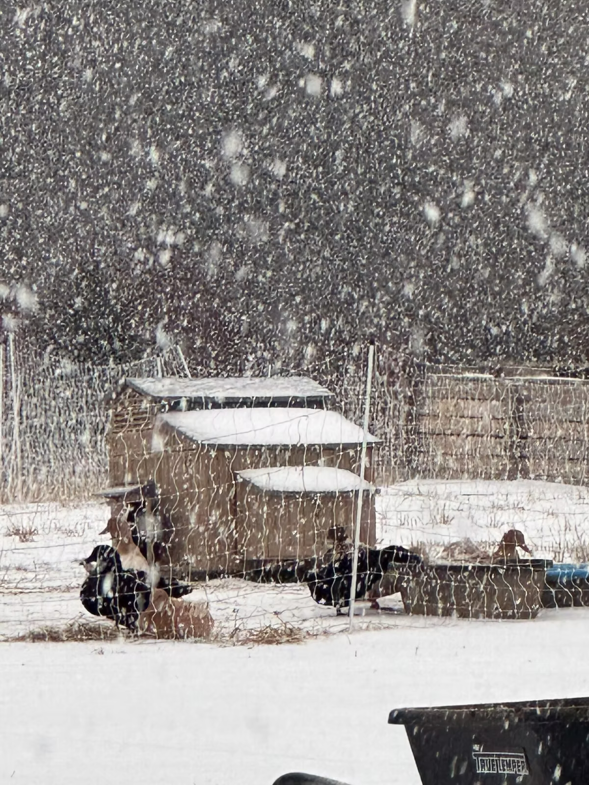 Ducks playing in snow