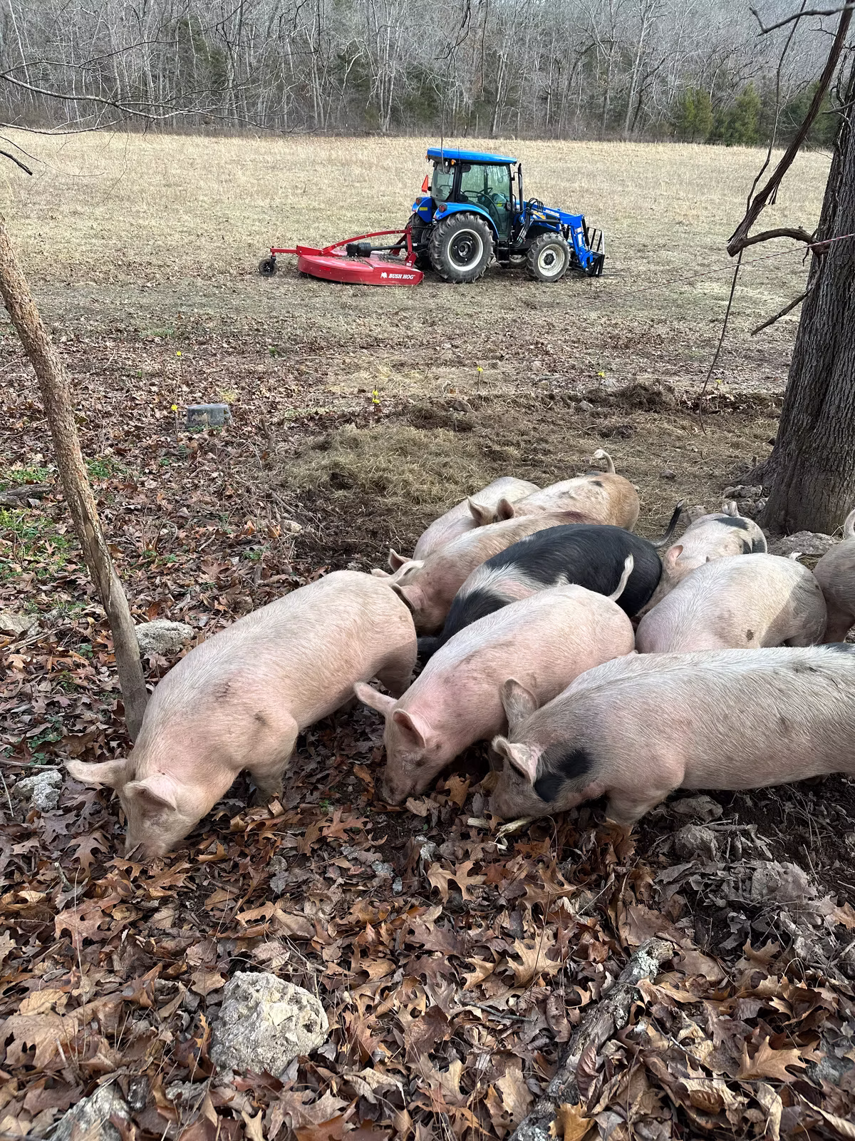 The hogs making the decision to move to their new paddock