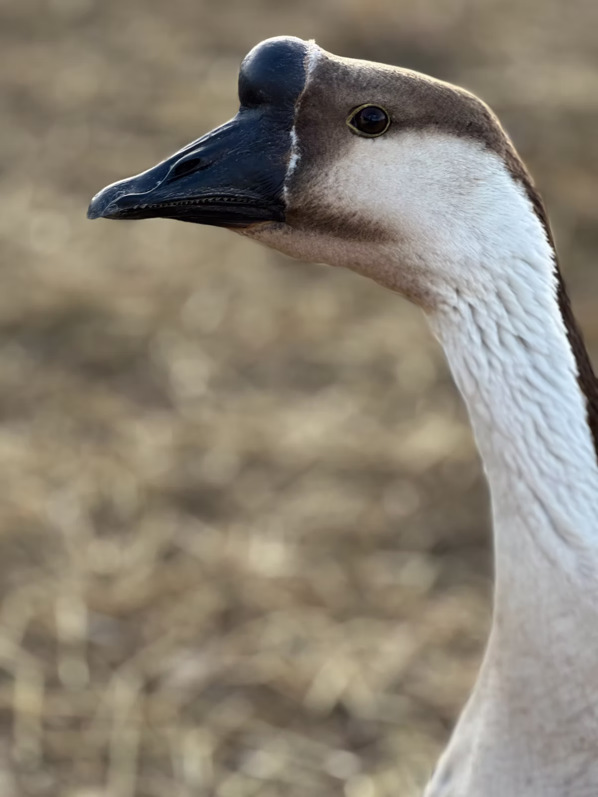 Teeter the guard goose