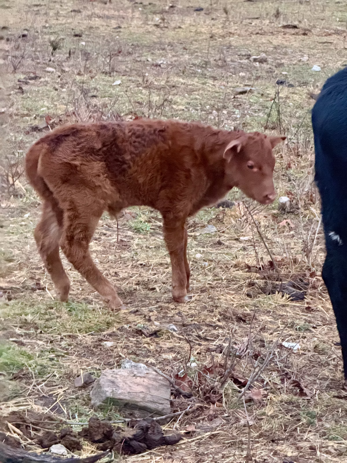 New Calf Born 14 Dec 2024