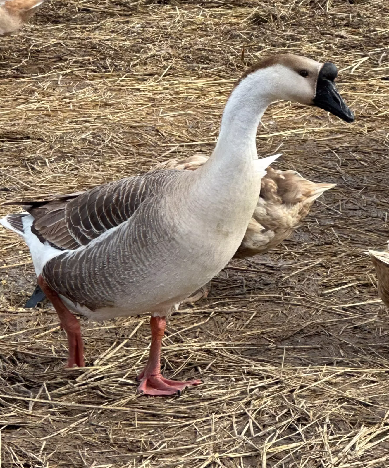 Esther the guard goose