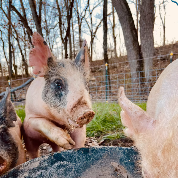 Candid farm photo 17 of 30 at Air2Ground Farms
