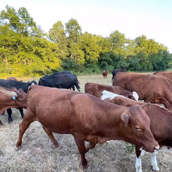 Candid farm photo 2 of 30 at Air2Ground Farms