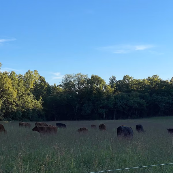 Candid farm photo 1 of 30 at Air2Ground Farms